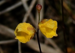 Utricularia simulans