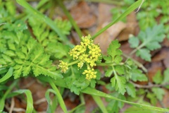 Tauschia texana