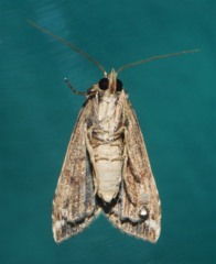 Pseudogyrtona fulvana