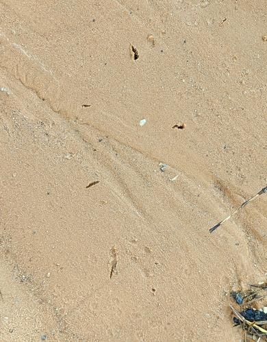 Great Horned Owl photographed in Alabama