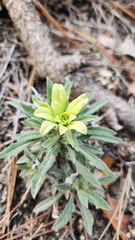 Boechera californica