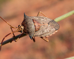 Neagenor spinosus