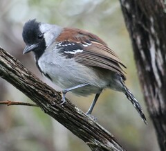Sakesphoroides cristatus
