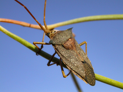 Neagenor spinosus