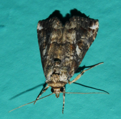 Pseudogyrtona fulvana