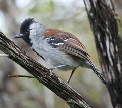Sakesphoroides cristatus