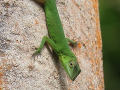 Anolis chloris