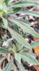Boechera californica
