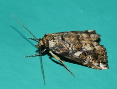 Pseudogyrtona fulvana