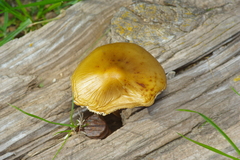 Oudemansiella