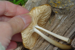 Oudemansiella