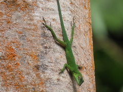 Anolis chloris