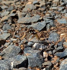 Dynamine tithia tithia