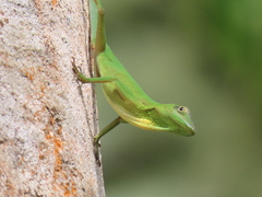 Anolis chloris