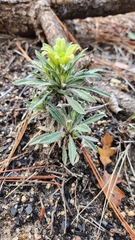 Boechera californica