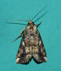 Pseudogyrtona fulvana