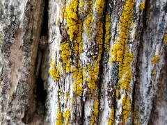 Candelariella rosulans