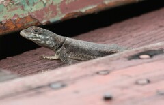Tropidurus