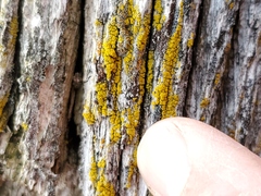 Candelariella rosulans