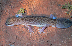 Diplodactylus