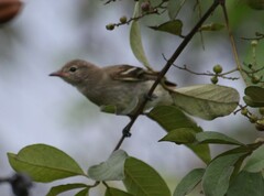 Tyrannidae