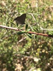Paralucia pyrodiscus lucida