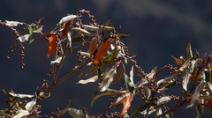Croton gratissimus gratissimus