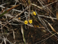 Utricularia simulans