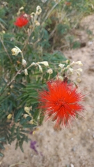 Calliandra tweediei