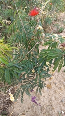 Calliandra tweediei