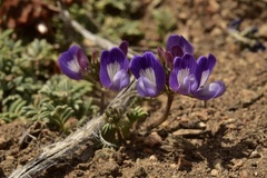 Astragalus arnottianus