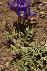 Astragalus arnottianus