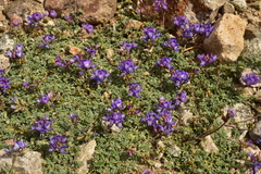 Astragalus arnottianus