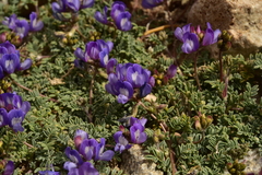 Astragalus arnottianus