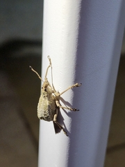 Entiminae