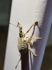 Entiminae