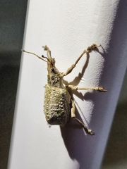 Entiminae
