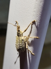 Entiminae
