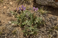 Astragalus cruckshanksii