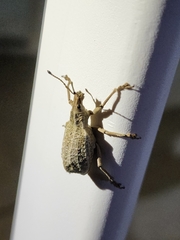Entiminae