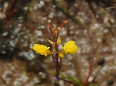 Utricularia guyanensis