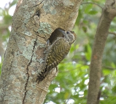 Dryobates spilogaster