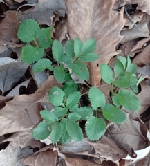 Zizia aurea