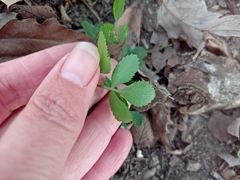 Zizia aurea