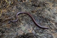 Indotyphlops braminus