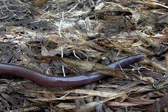 Indotyphlops braminus