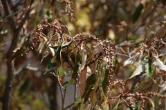 Croton gratissimus gratissimus