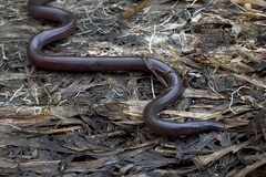 Indotyphlops braminus