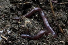 Indotyphlops braminus