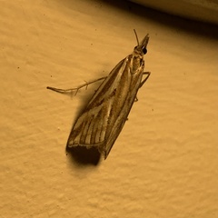Hednota pleniferellus
